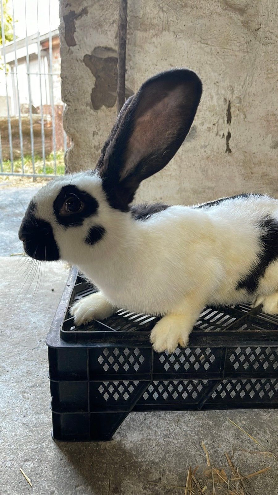 Groot lotharinger, Dieren en Toebehoren, Konijnen, Groot