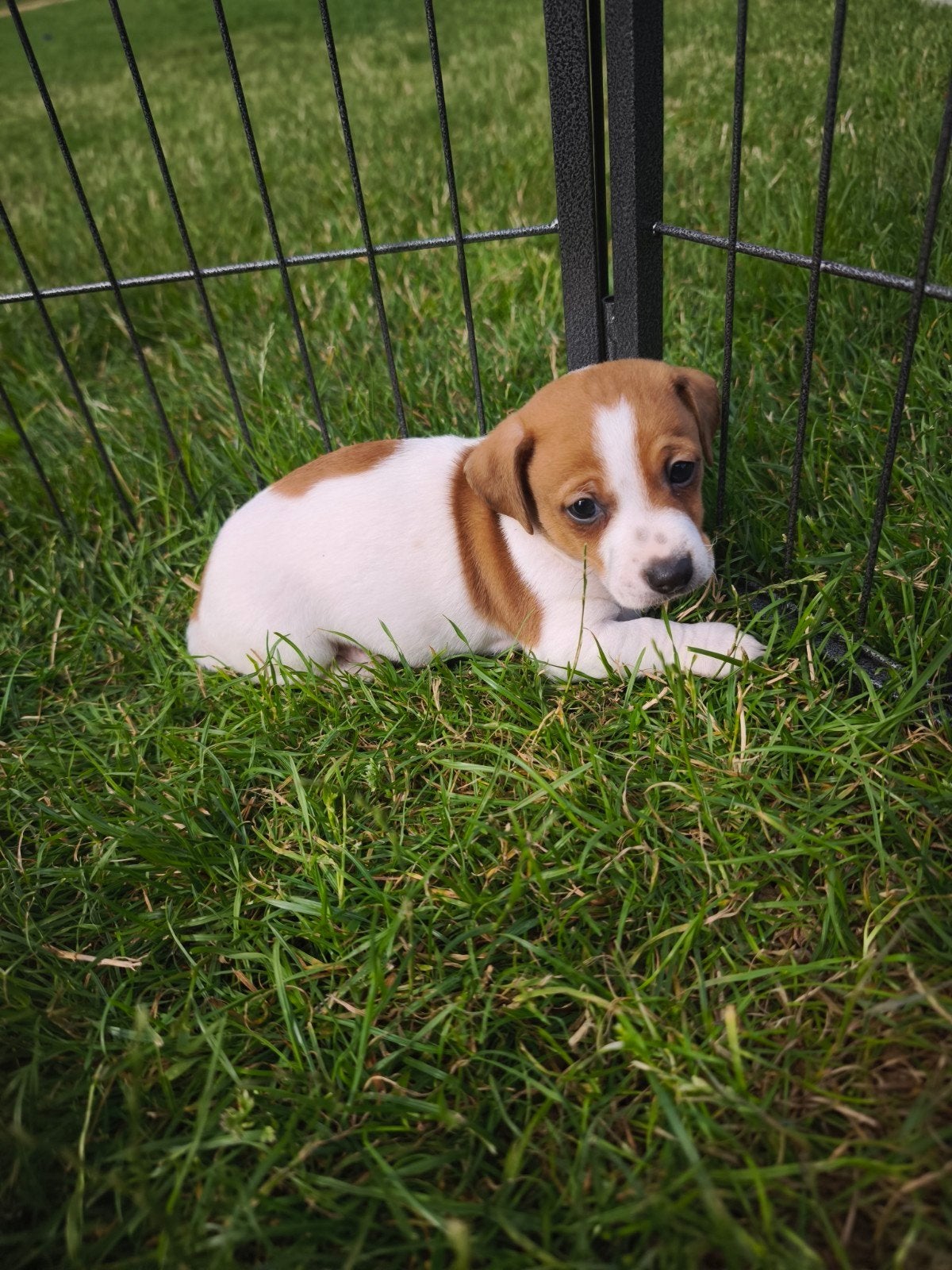 Lieve kortpotige en kortharige Jack Russell pups, Dieren en Toebehoren, Honden | Jack Russells en Terriërs, België, Fokker | Hobbymatig