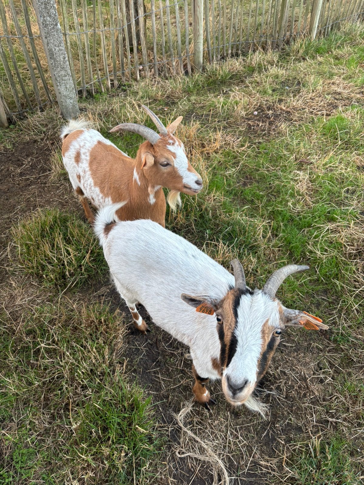 Twee geiten op zoek naar nieuwe thuis (miekes), Animaux & Accessoires, Moutons, Chèvres & Cochons, Femelle, Chèvre, 3 à 5 ans