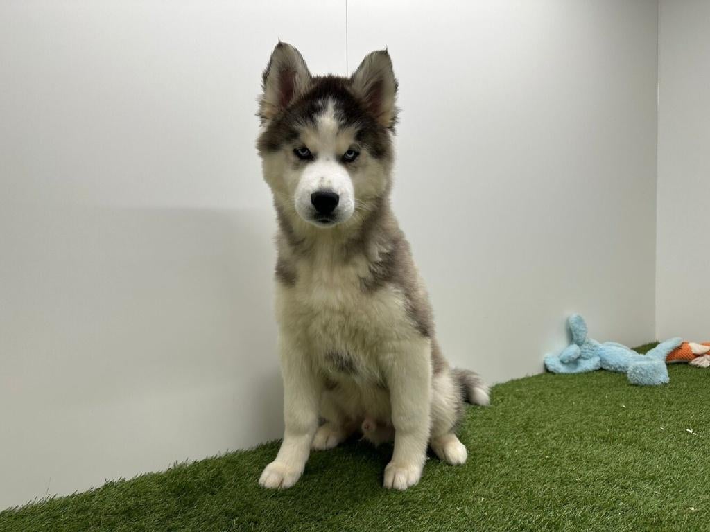 Siberische Husky pups - langharig, België, Reu, 8 tot 15 weken, Poolhond