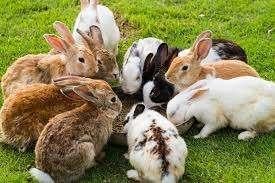 konijnen, Dieren en Toebehoren, Konijnen, Meerdere dieren, Dwerg, Hangoor, 0 tot 2 jaar