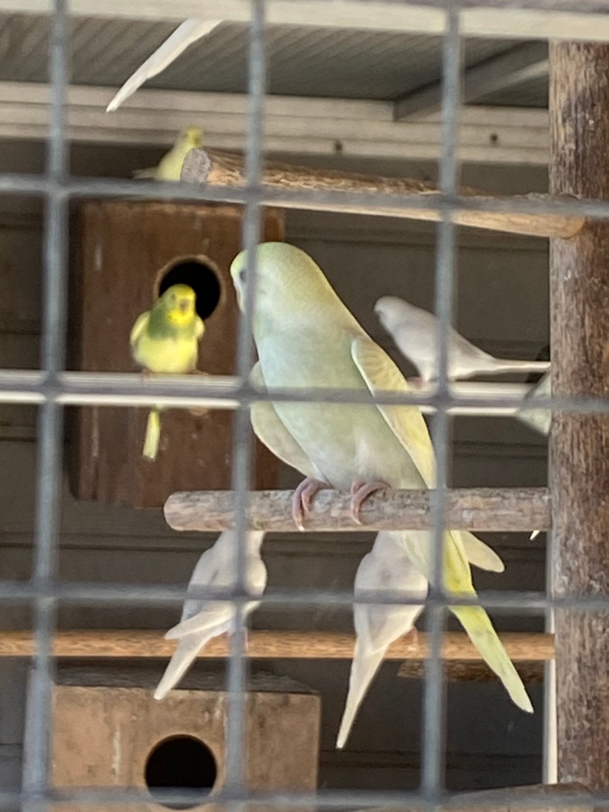 Perruches ondulées