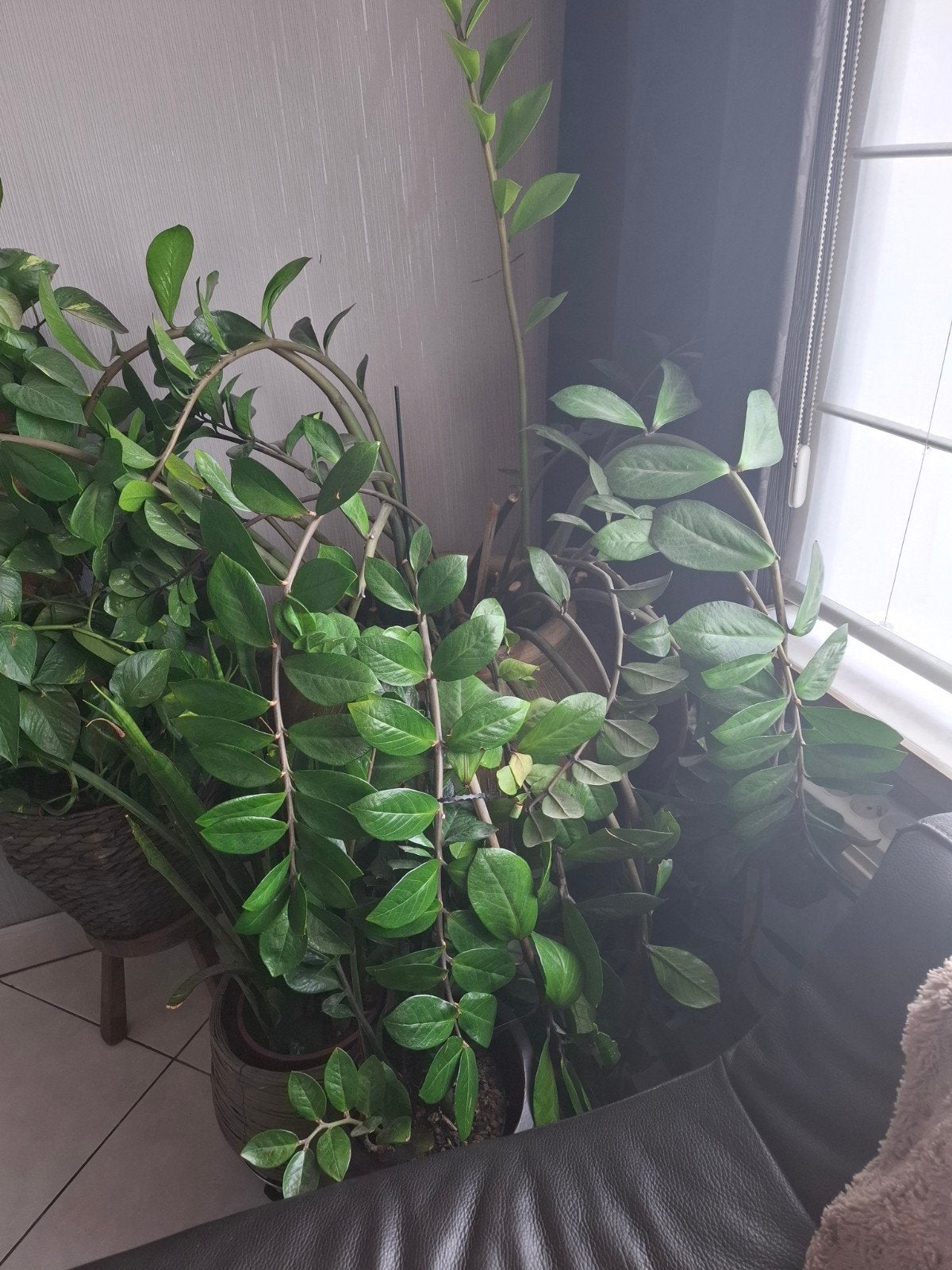 Grote kamerplant  zamioculcas, Huis en Inrichting, Ophalen