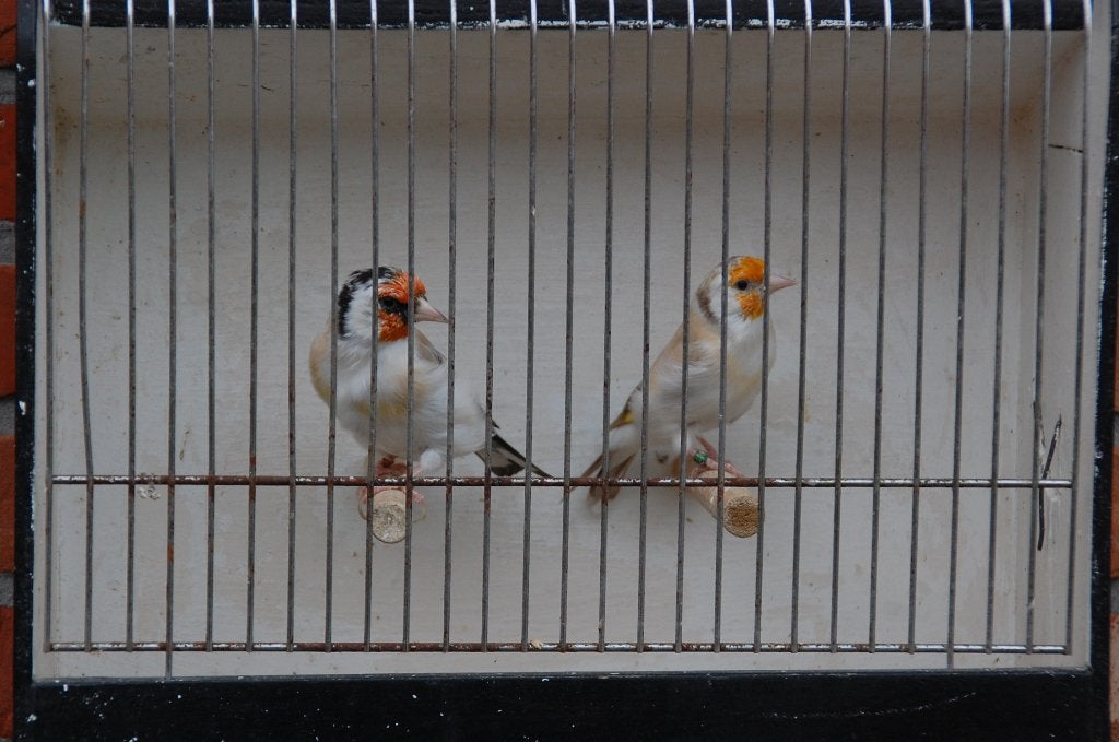 distelvink