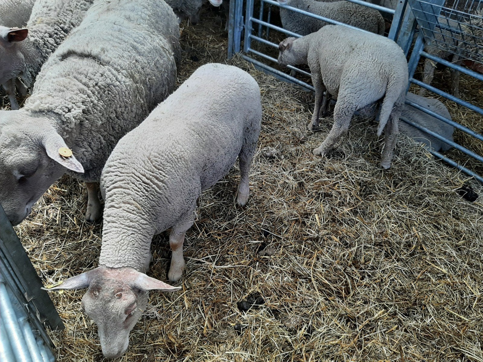 Charrollais Lammeren, Animaux & Accessoires, Moutons, Chèvres & Cochons, Plusieurs animaux, Mouton, 0 à 2 ans