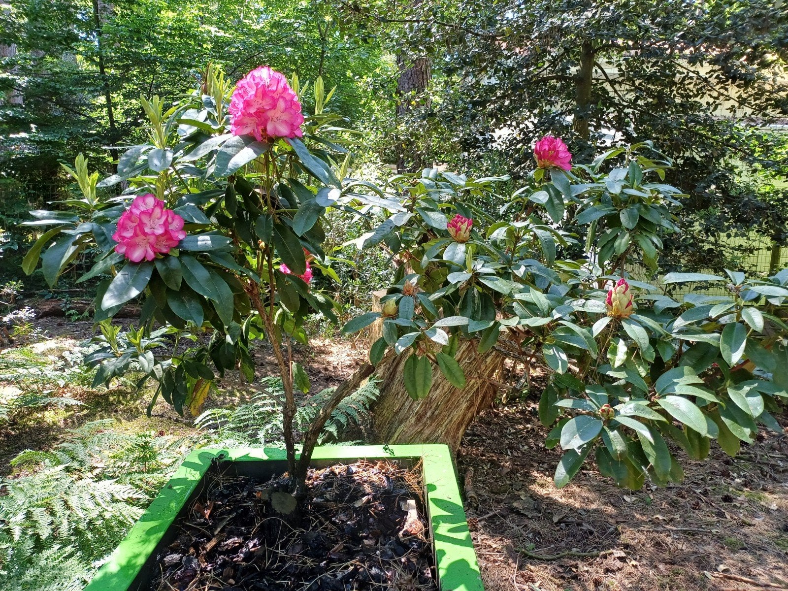 rhododendron oud, Tuin en Terras, Planten | Tuinplanten, Ophalen