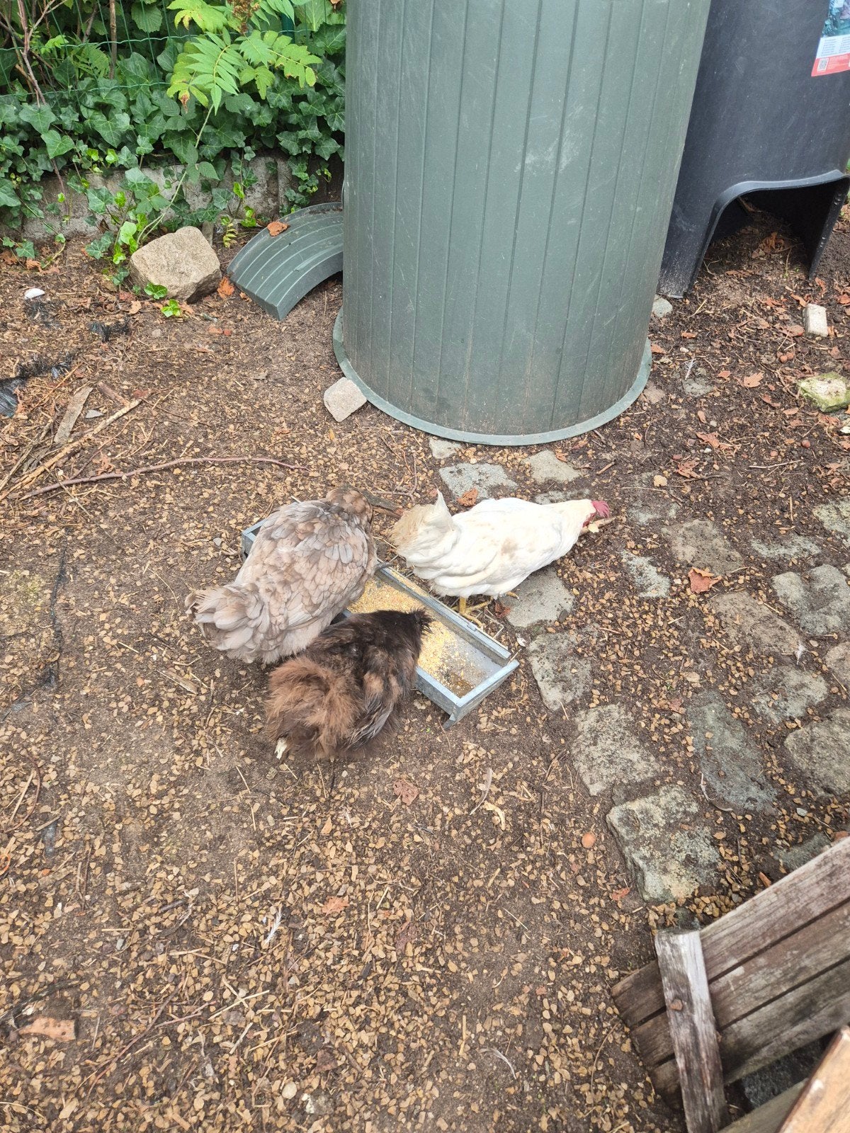 4 poulets + poulailler, protège-poulet et accessoires, Femelle