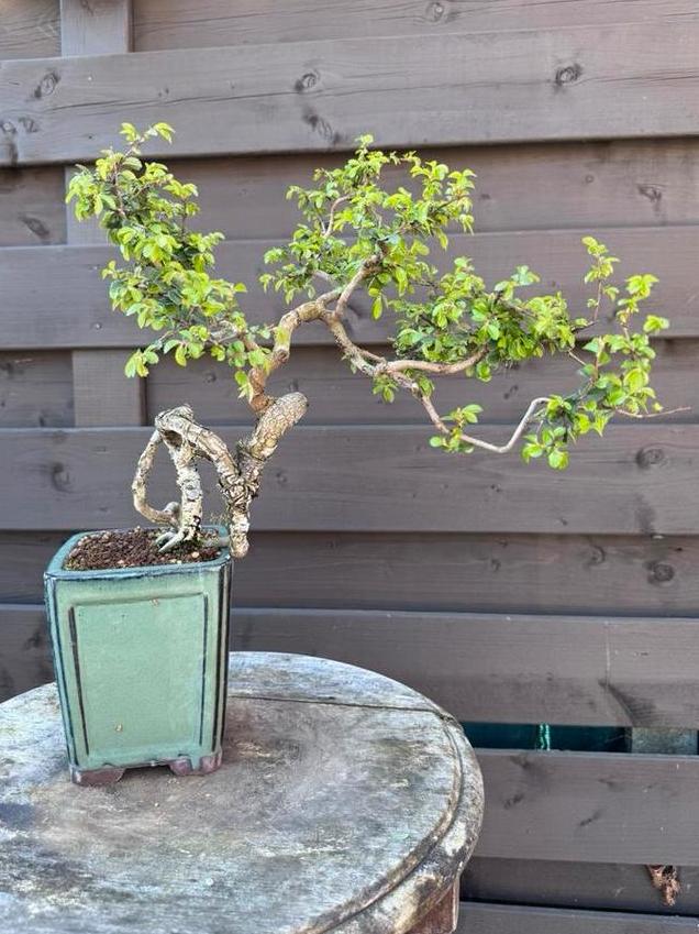 Bonsaï Ulmus Parvifolia - Orme de Chine, Halfschaduw, Overige soorten, Lente, Minder dan 100 cm