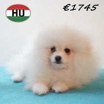 Witte Spitz pups – Kleine sneeuwvlokjes vol geluk, Dieren en Toebehoren, Keeshond, 15 weken tot 1 jaar, Handelaar, Buitenland