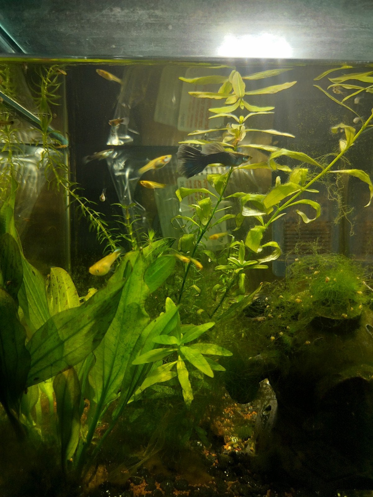 baby guppies verschillende kleuren, Vis, Zoetwatervis, Schoolvis