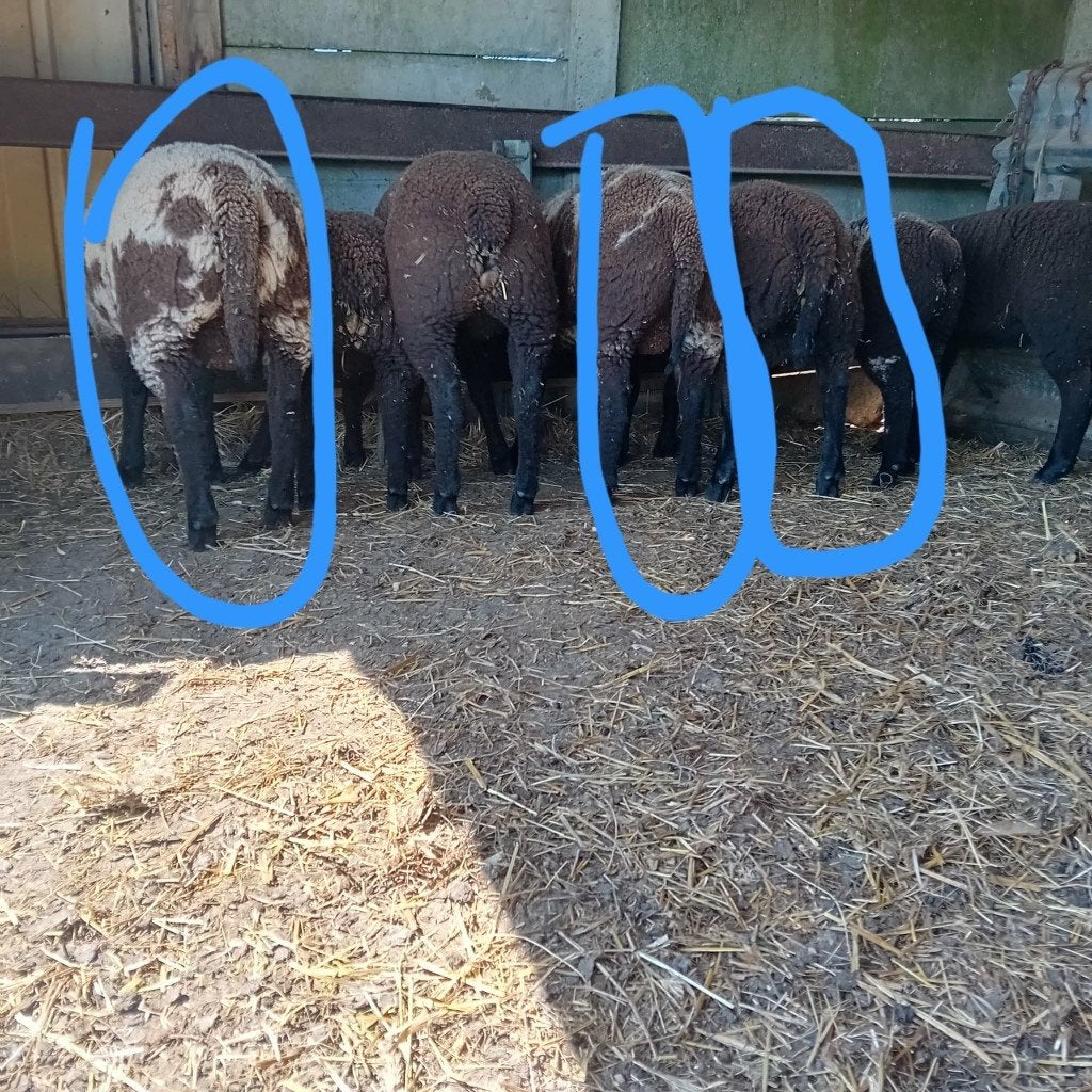 Schapen bok te koop of ruilen, Dieren en Toebehoren, Februari, Mannelijk