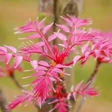 Toona Sinensis " flamingo ", Tuin en Terras, Lente, 250 tot 400 cm, Zuilboom, Ophalen