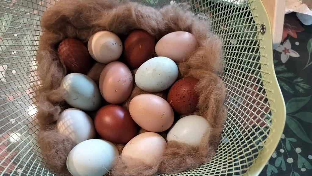 Broedeieren mix kleuren, Dieren en Toebehoren, Pluimvee