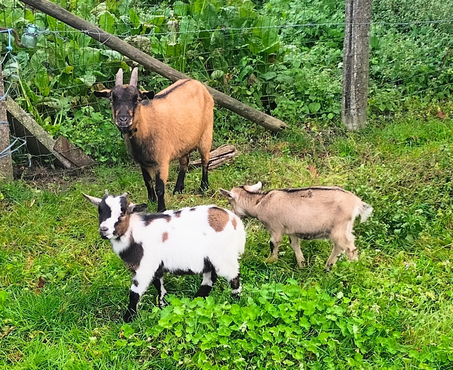 jonge dwerggeitjes, Dieren en Toebehoren