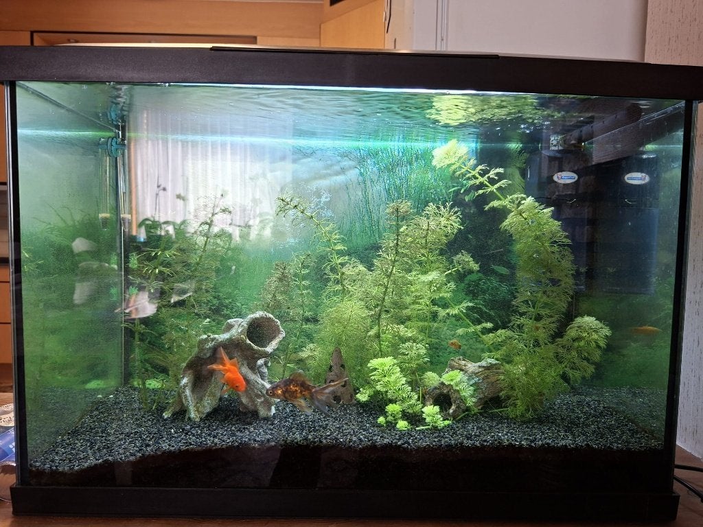 Aquarium, ideaal voor beginners of als kweekbak, Ophalen, Gebruikt, Gevuld zoetwateraquarium, Superfish