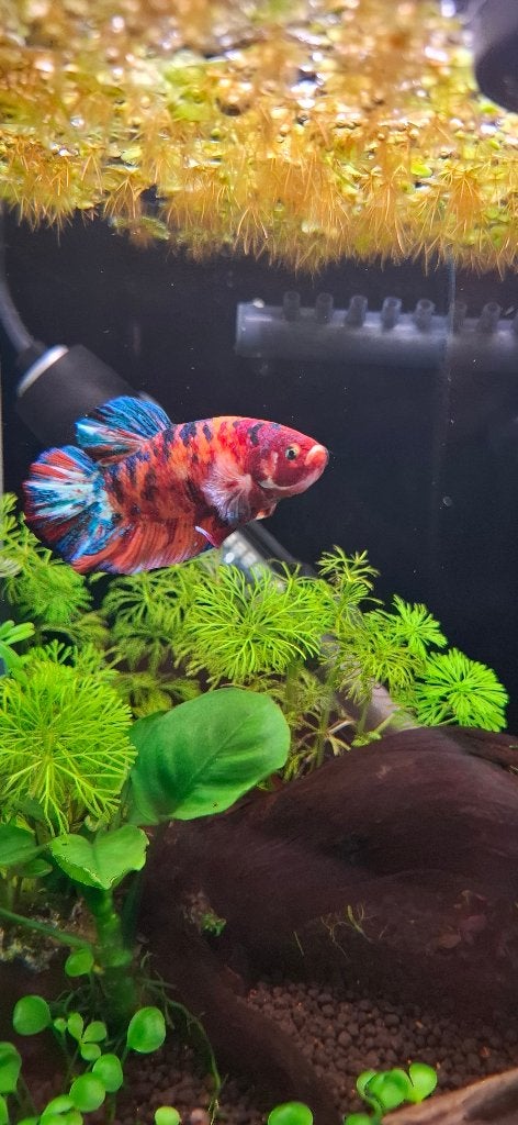 Fancy Koi Halfmoon Plakat Betta (HMPK) mannetje, Dieren en Toebehoren, Vis, Zoetwatervis