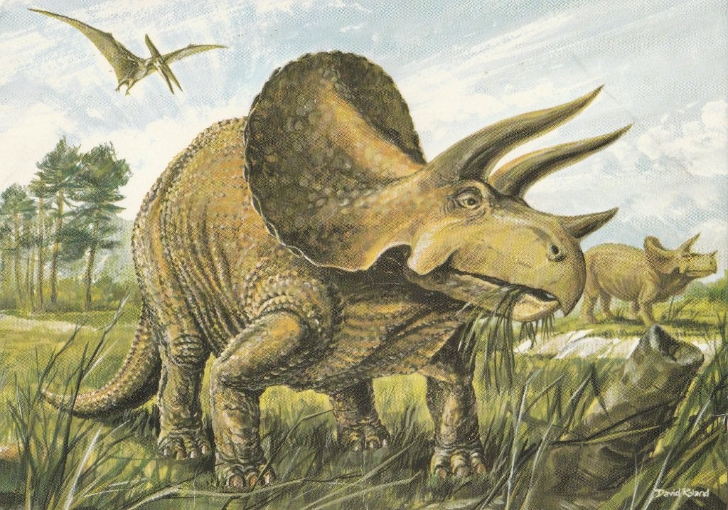 TRICERATOPS, Collections, Cartes postales | Animaux, Envoi, Non affranchie, Autres
