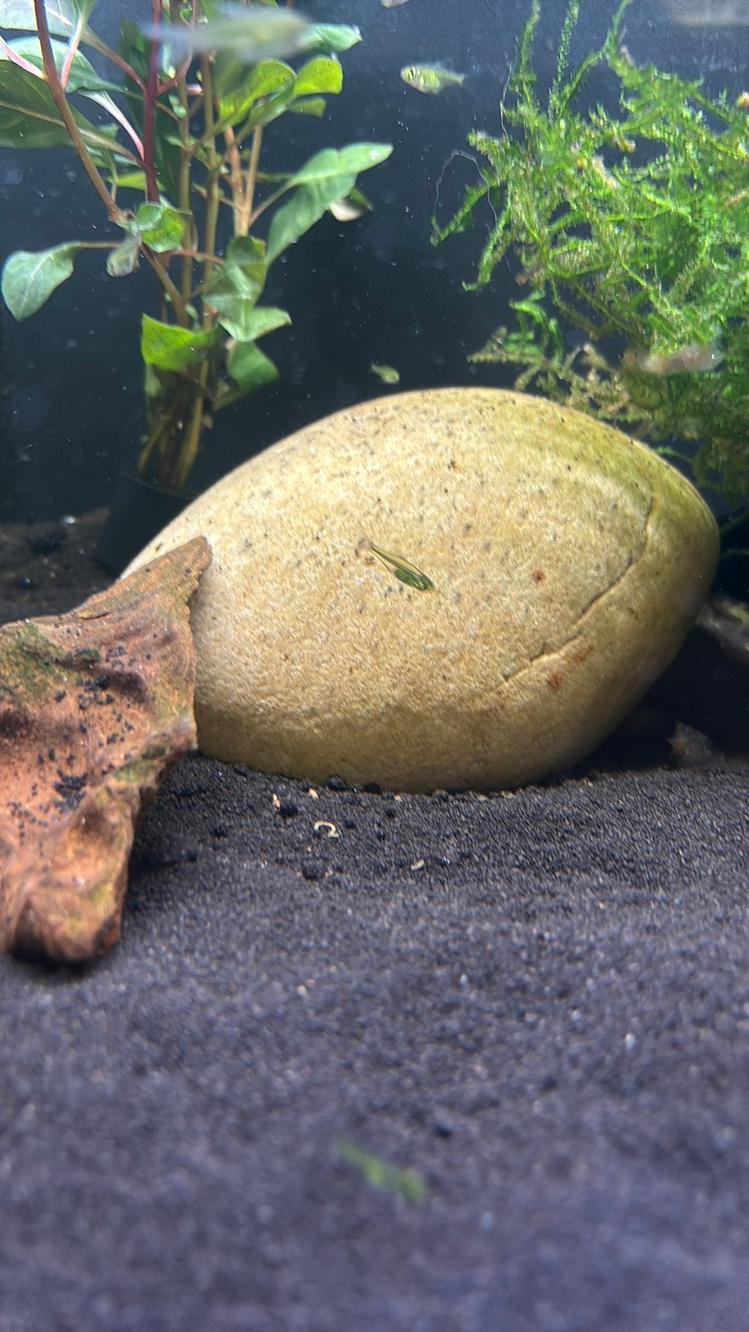 Groene rasbora’s, Dieren en Toebehoren, Vis, Zoetwatervis, Schoolvis