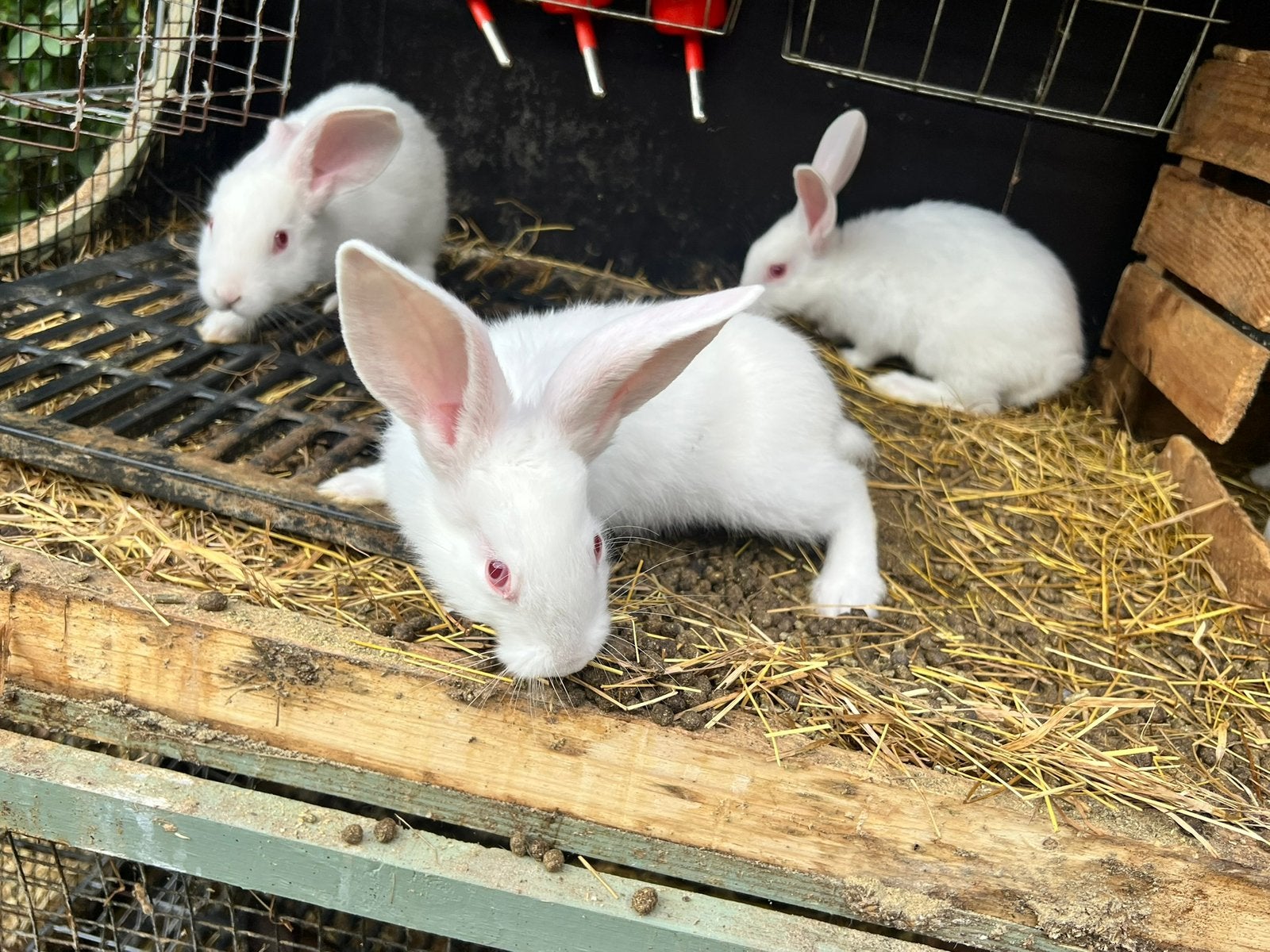 Witte van Dendermonde, Dieren en Toebehoren, Konijnen