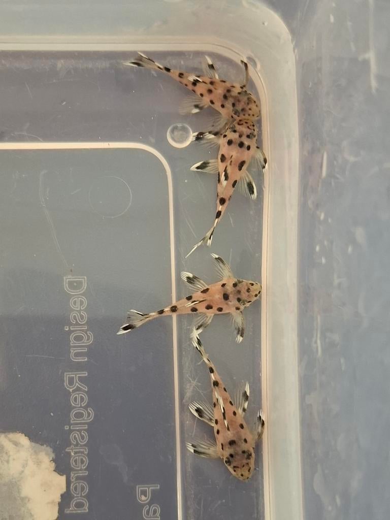 L264 Leporacanthicus joselimai 3,5 cm