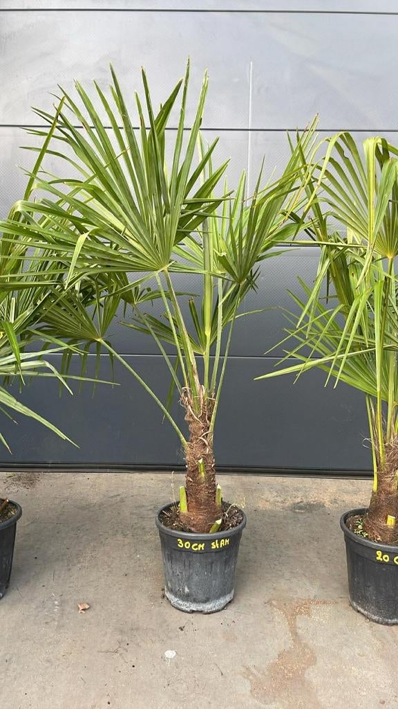 ‼️palmbomen trachycarpus fortunei aan onklopbare prijzen ‼️, Ophalen