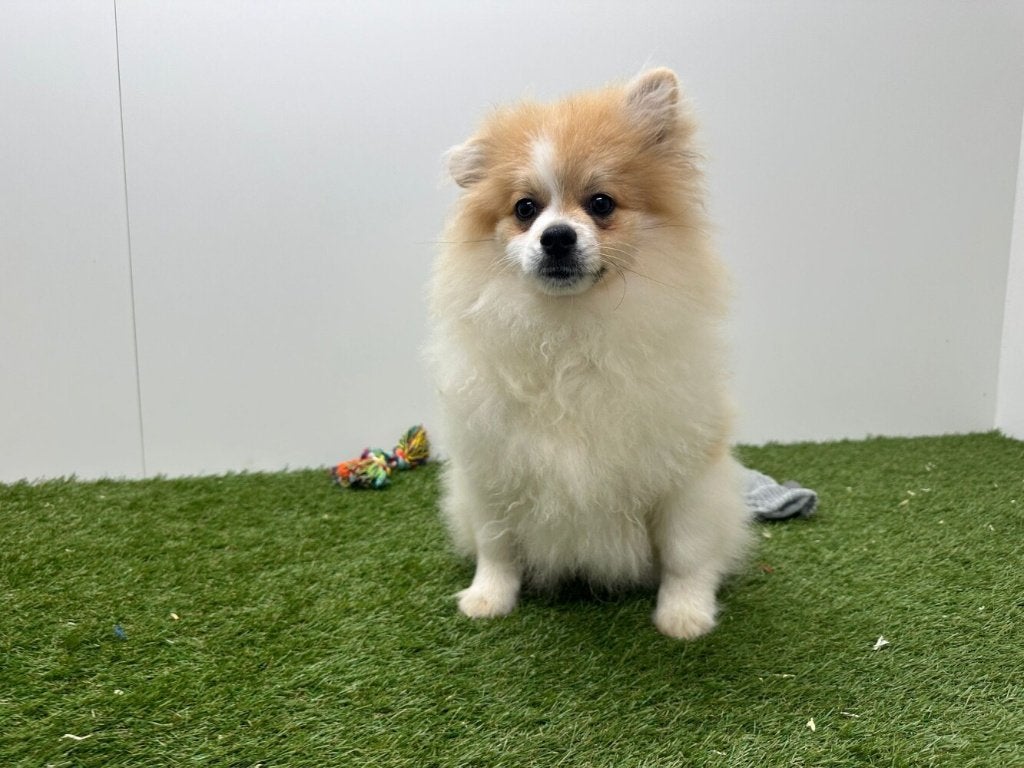 Chiots adolescents Spitz Nain, Animaux & Accessoires, 15 semaines à 1 an, Loulou, Hépatite contagieuse (maladie de Rubarth), Éleveur | Professionnel