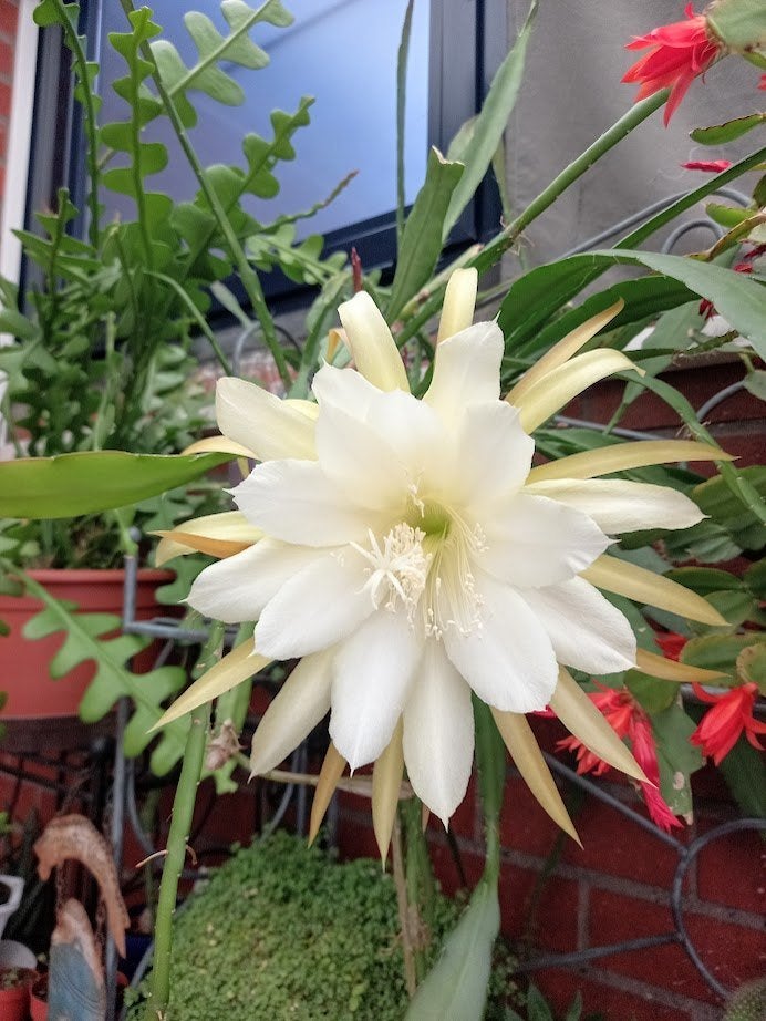 witte hangcactus in stenen pot, Ophalen