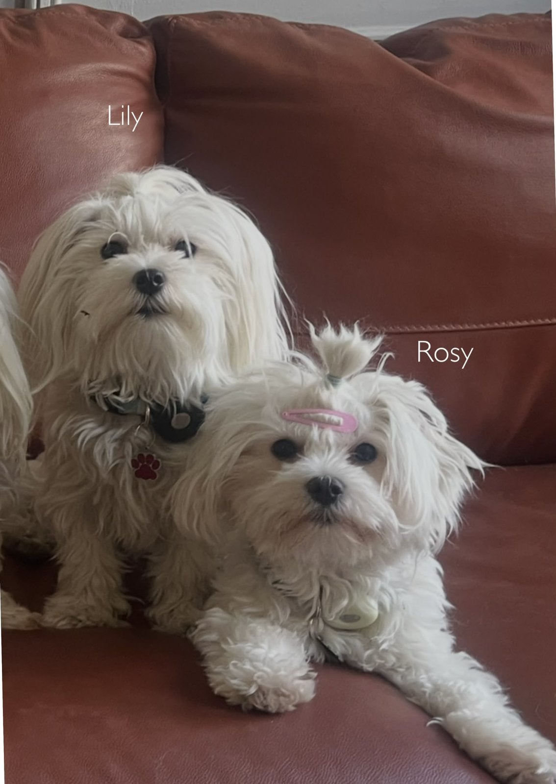Mini Maltipoo  nu 10% korting op puppylijst, België, Maltezer, Fokker | Hobbymatig, 8 tot 15 weken