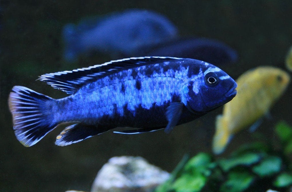 Malawi cichliden te koop, aulonocara's en mbuna, Vis, Zoetwatervis