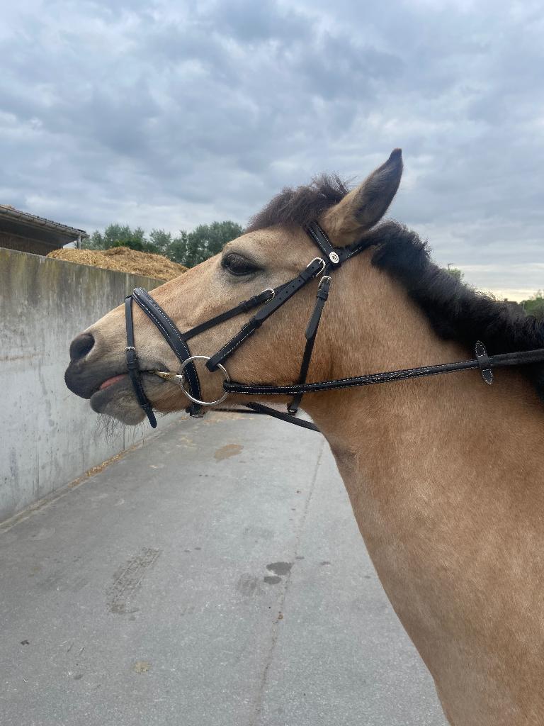 Hoofdstel pony, Dieren en Toebehoren, Ophalen, Gebruikt, Springen