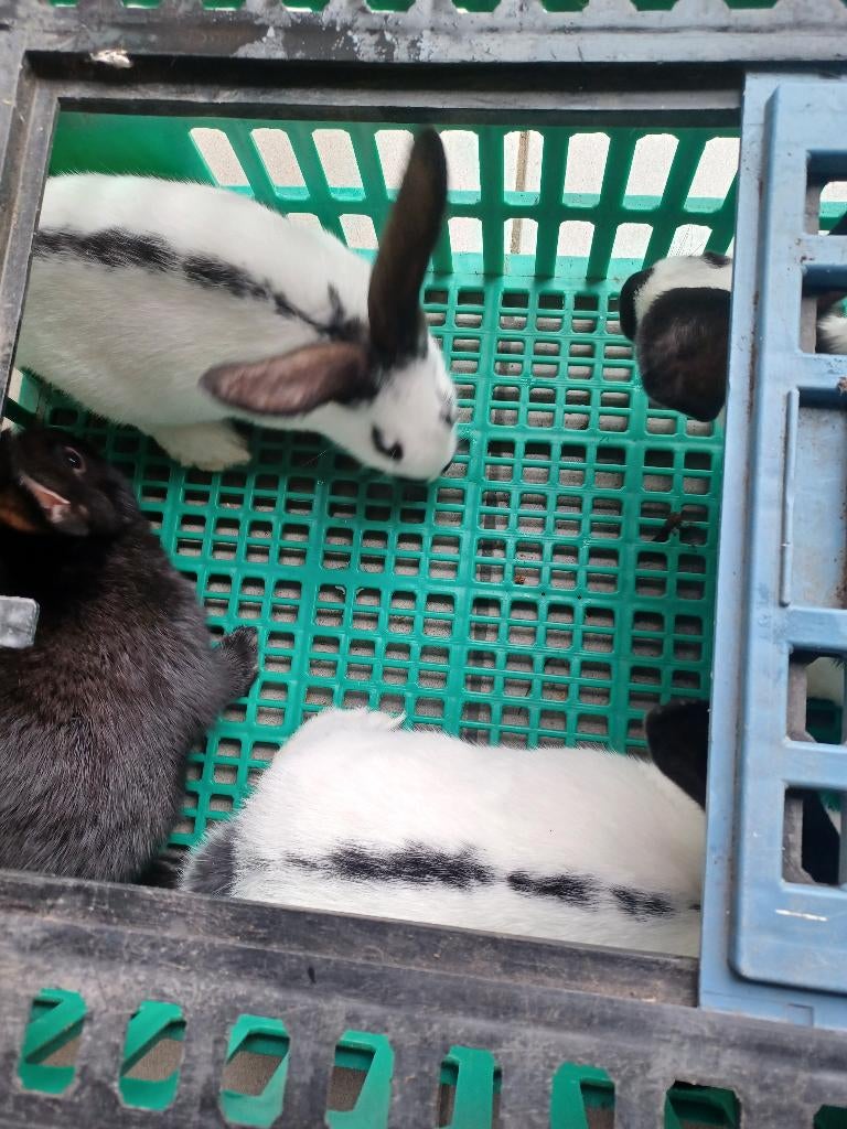 Jonge konijnen, Plusieurs animaux, Grand, 0 à 2 ans
