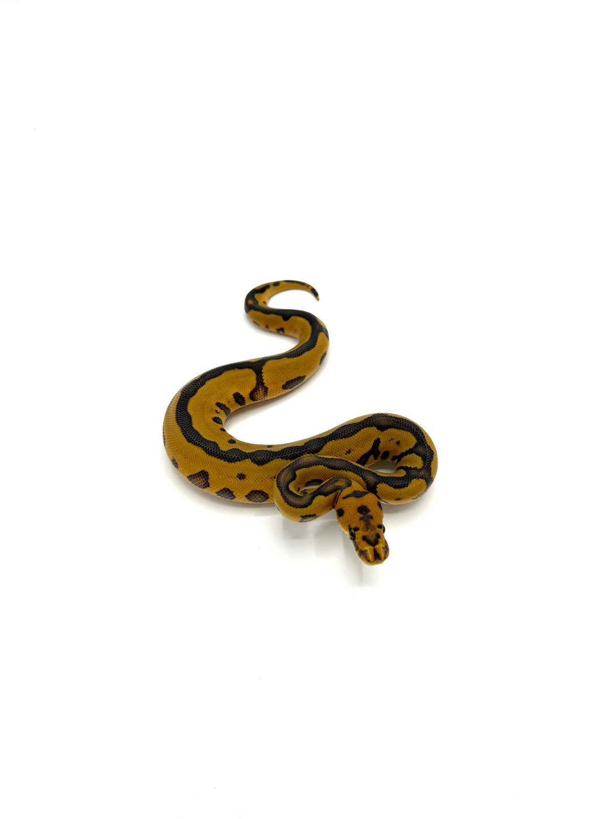Diverse Python regius - koningspythons Ball Python photo 8