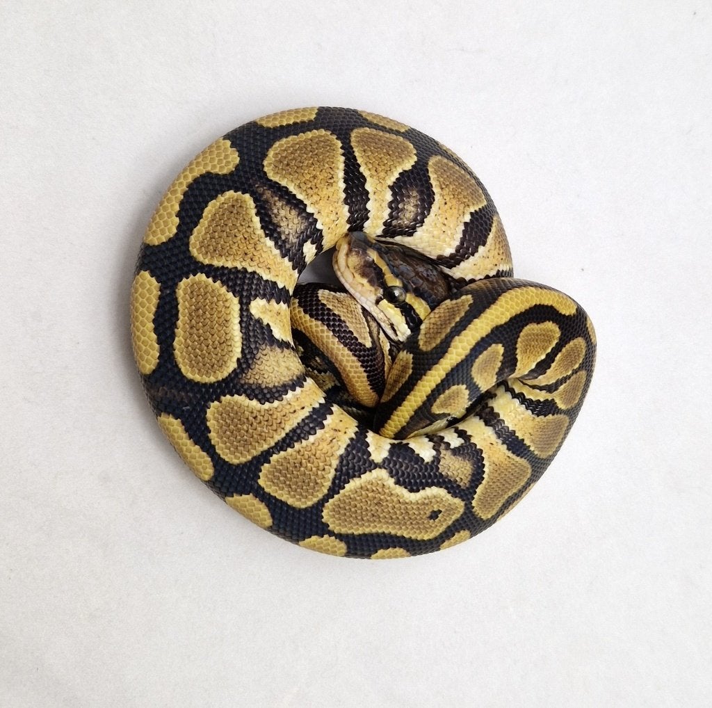 het Neo het Pied koningspython man Ball Python - male for sale from jurgen