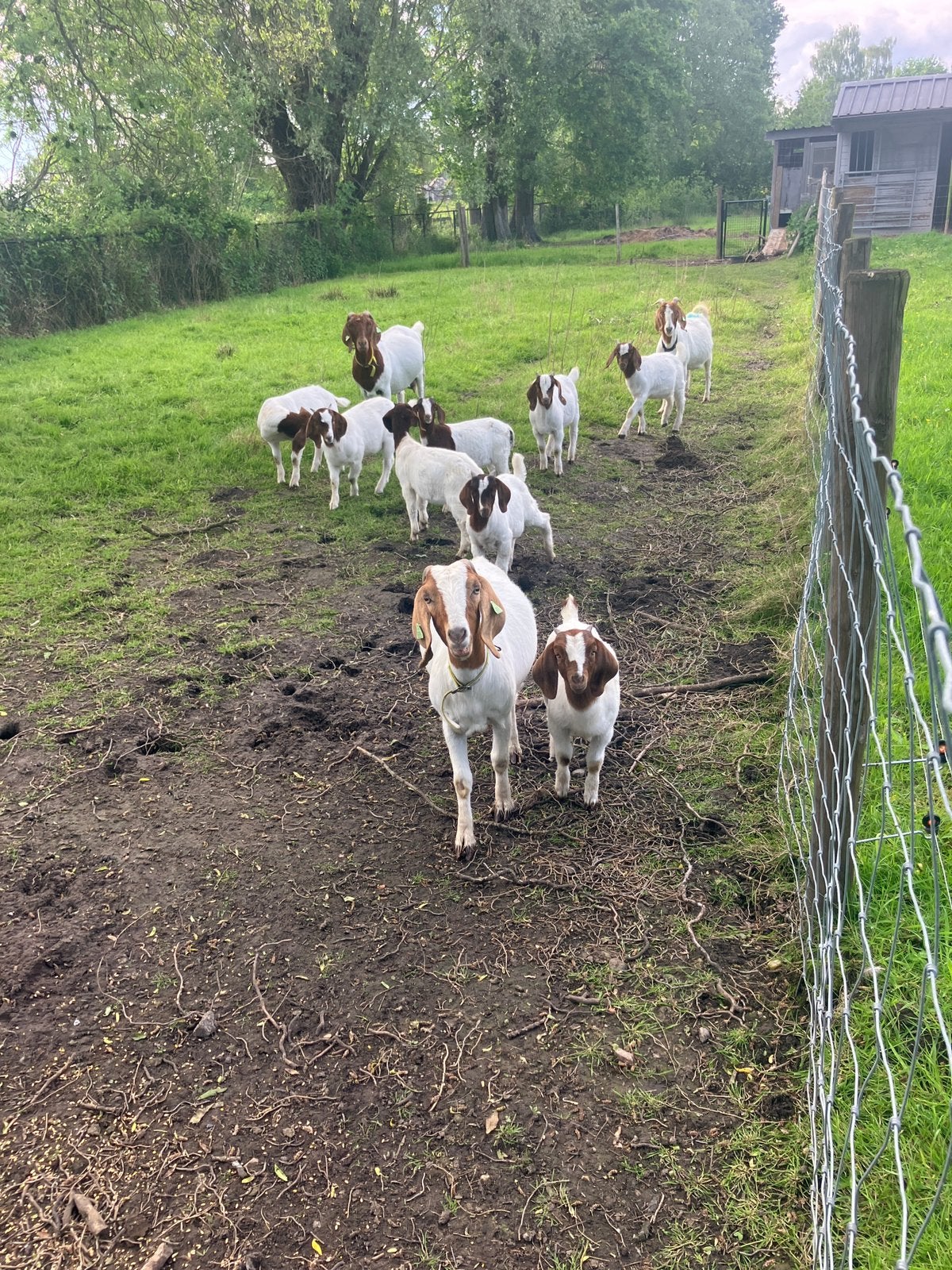 Boergeit bokjes en geiten, Dieren en Toebehoren, Schapen, Geiten en Varkens, Meerdere dieren, Geit