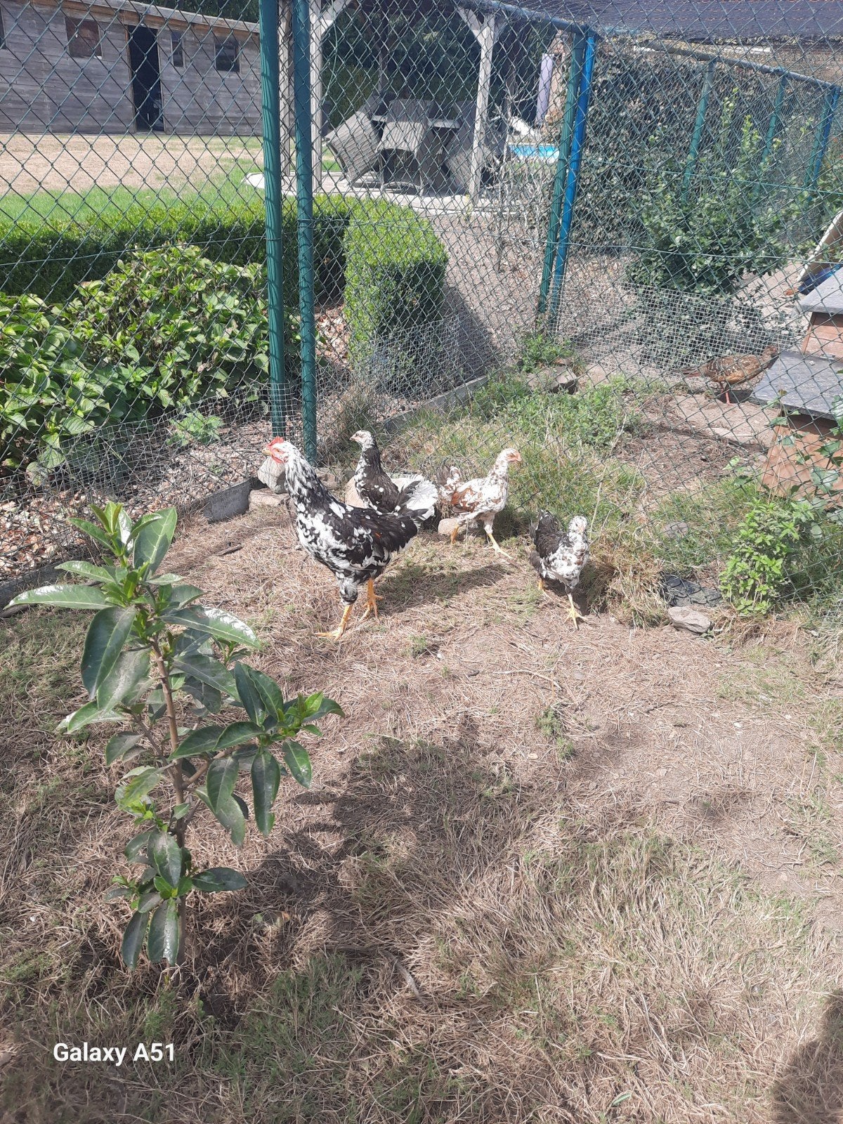 beaux poulets, Animaux & Accessoires
