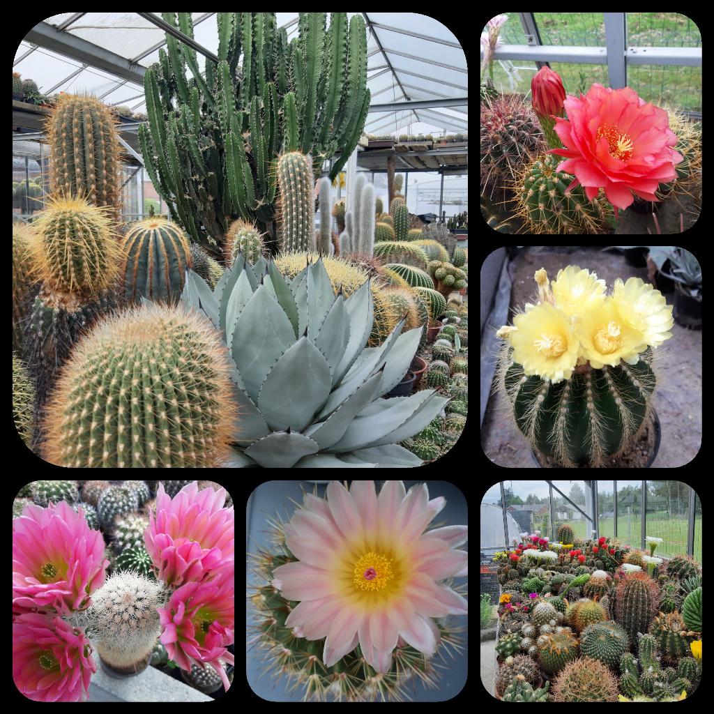 Cactussen 0,80 euro tijdens opendeurdag op 10 mei.., Ophalen, Cactus, In pot, Minder dan 100 cm