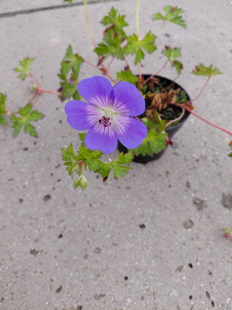 Geranium Azure Rush, Tuin en Terras, Planten | Tuinplanten, Ophalen, Halfschaduw
