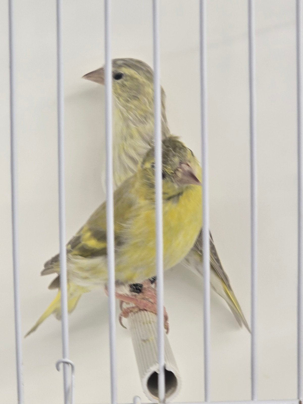 Europese Sijzen koppels

Correct geringd

Ik heb 3 koppels s, Dieren en Toebehoren, Wildzangvogel, Geringd