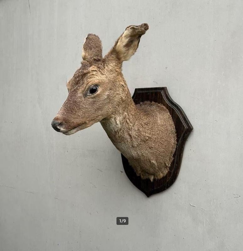 Opgezette hertekop, hinde, hert of ree - taxidermie, Ophalen of Verzenden, Gebruikt, Hert, Gewei of Kop