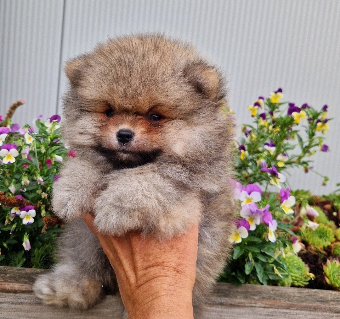 pomeranian pomeriaan dwergkees pups raszuiver, België, Keeshond, CDV (hondenziekte), 8 tot 15 weken