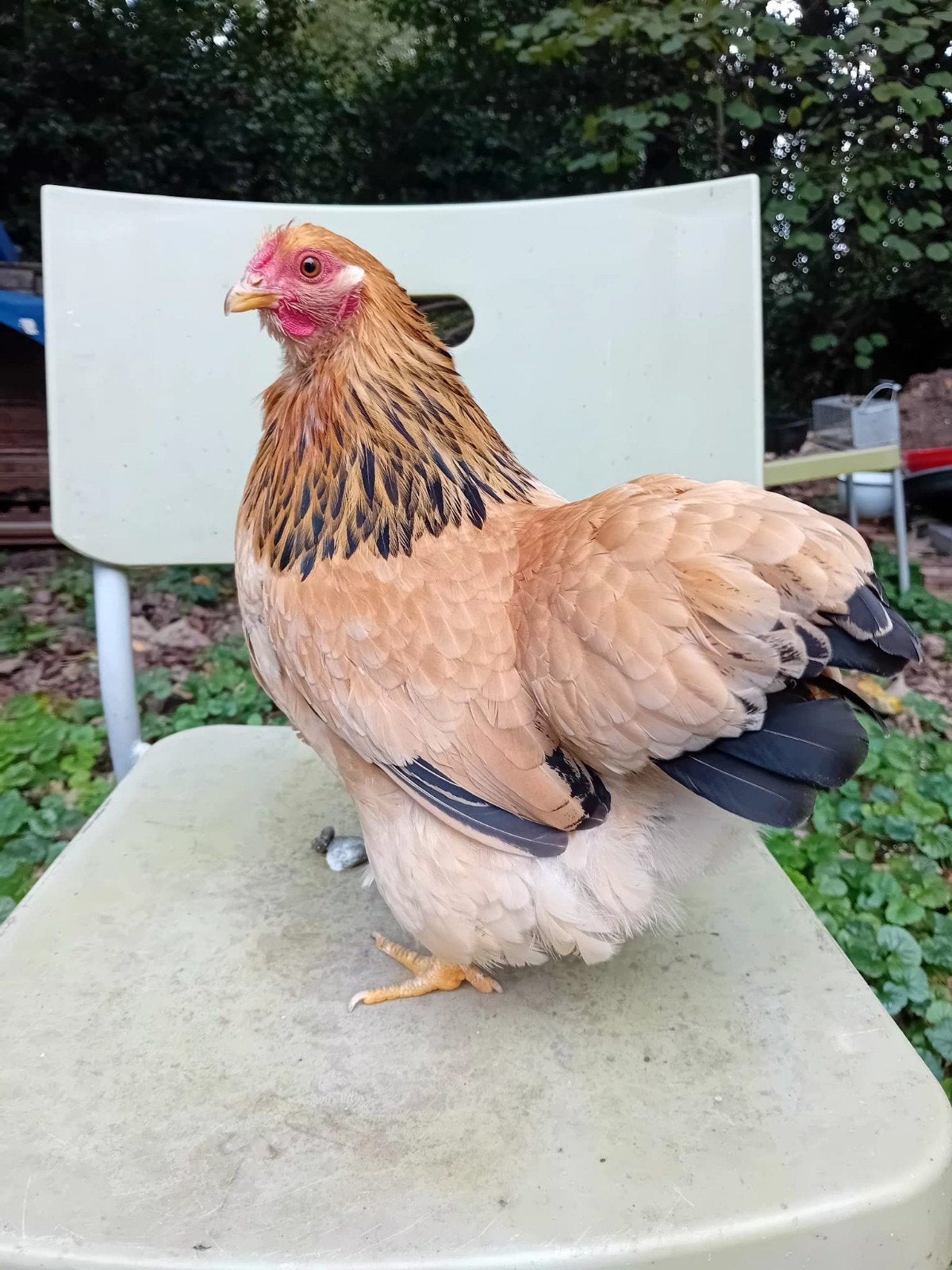 wyandotte kriel, Dieren en Toebehoren, Vrouwelijk, Kip