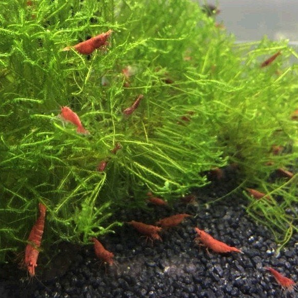 Neocaridina davidi red fire garnalen uit bloody mary, Animaux & Accessoires, Homard, Crabe ou Crevette, Poisson d'eau douce, Banc de poissons