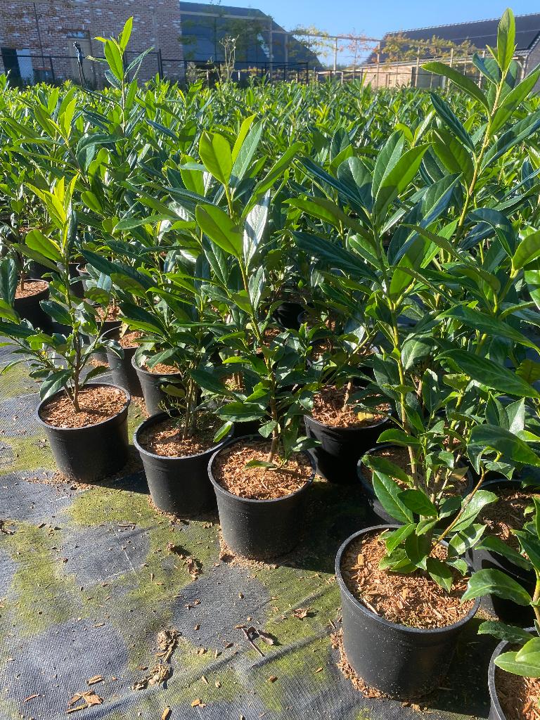 Prunus Caucasica , Novita , Rotundifolia, Tuin en Terras, Ophalen, Struik
