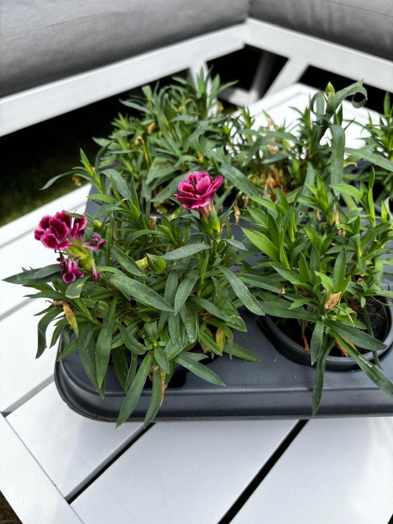 Dianthus Pink Kisses (Oeillets) à vendre, Enlèvement, Plante fixe, Mi-ombre, Été