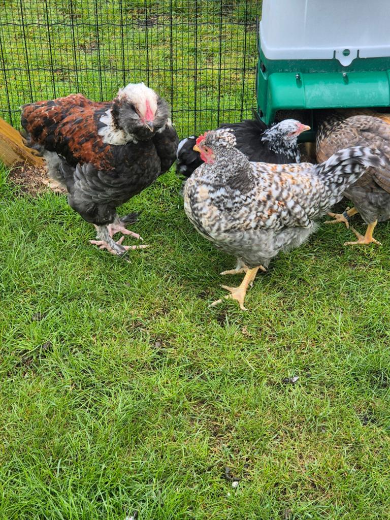 Jonge hanen, gratis, Dieren en Toebehoren, Pluimvee