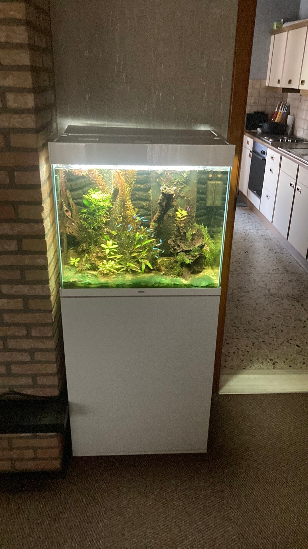 Ciano aquarium in zeer goede staat, Ophalen, Overige merken, Inclusief vissen, Gevuld zoetwateraquarium