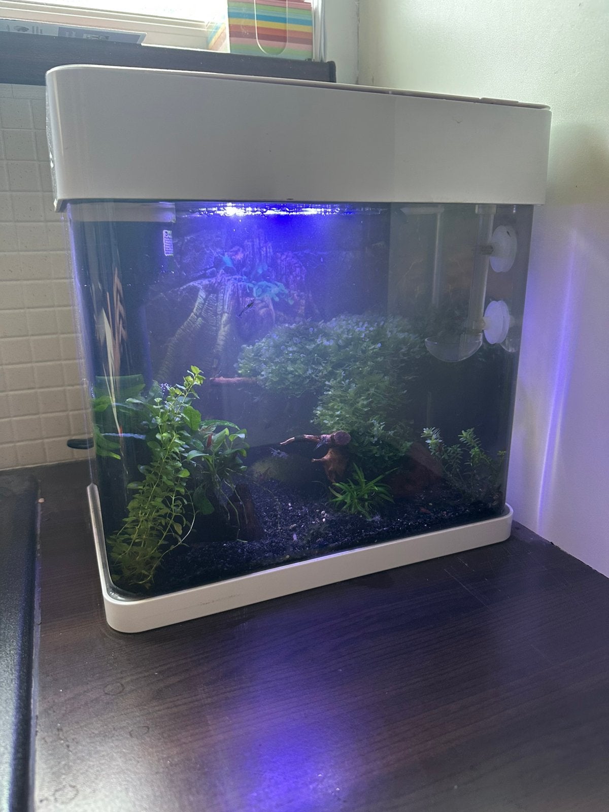 Aquarium met neocaridina garnalen en Helena slakken, Ophalen, Zo goed als nieuw