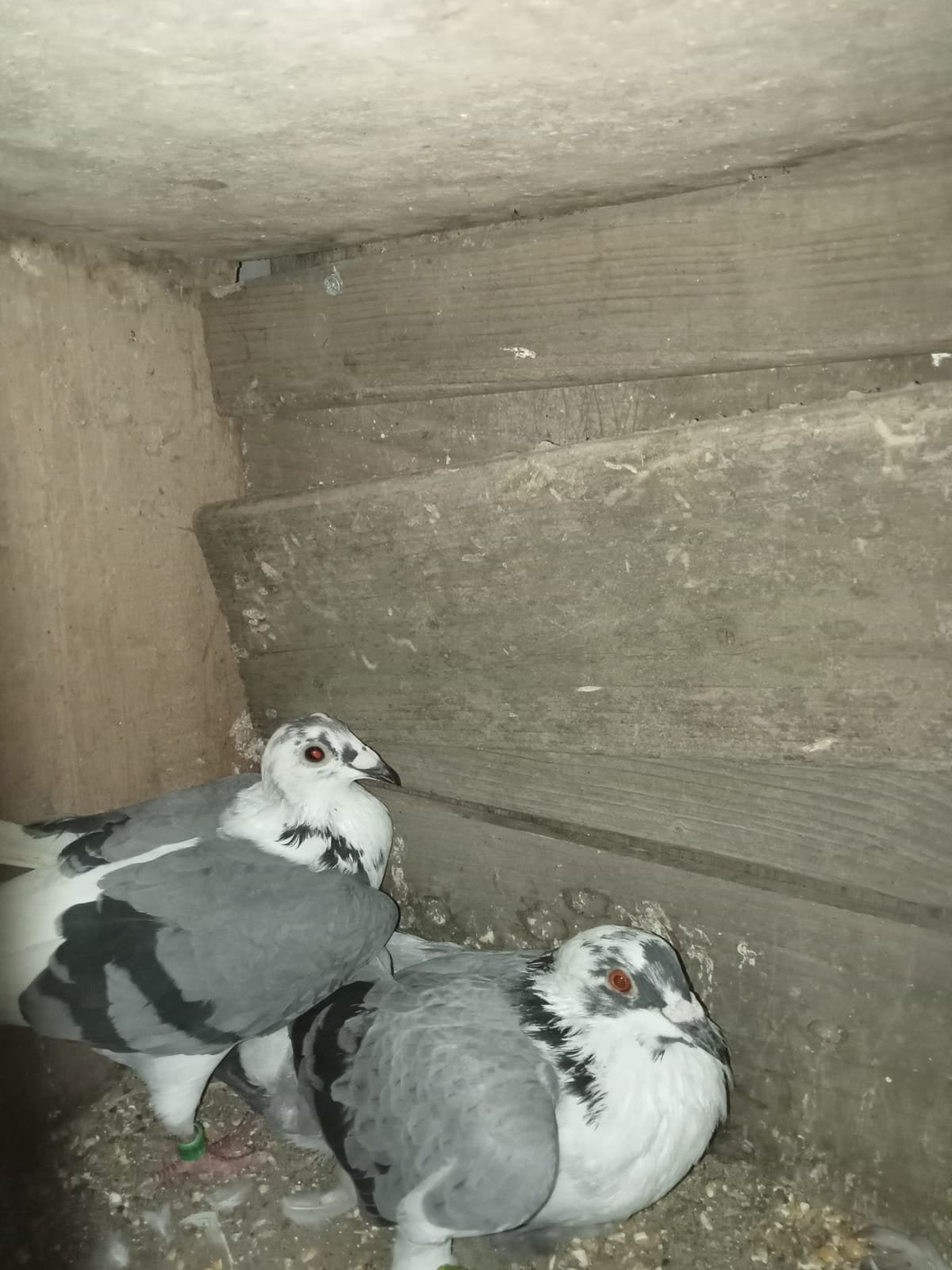 reisduif, Plusieurs animaux, Pigeon voyageur