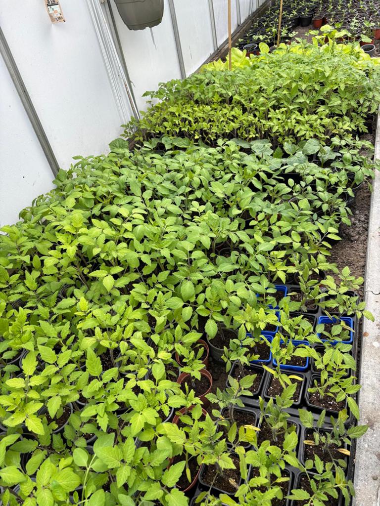 Plantjes, Jardin & Terrasse, Enlèvement