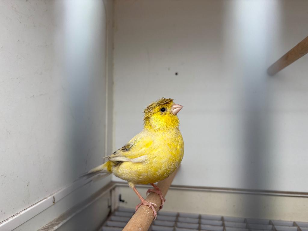 kanarie, gele kanarie, kanarie pop ,een geel popje met kuif, Dieren en Toebehoren, Vogels | Kanaries, Vrouwelijk, Kleurkanarie